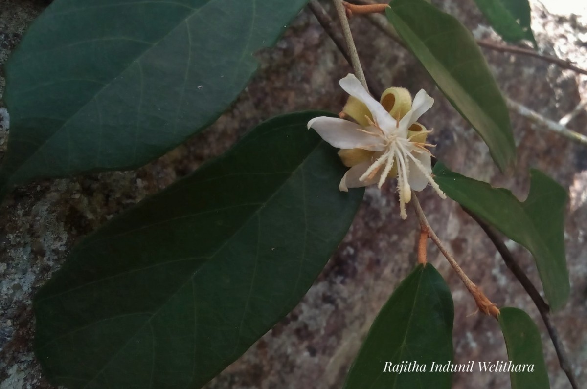 Pterospermum suberifolium (L.) Raeusch.